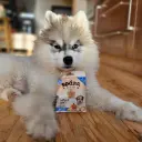 puppy_3000_x_3000_copy.webp